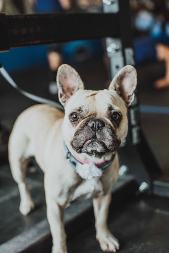 Gym «Iron Musket CrossFit», reviews and photos, 120 Commerce Cir #400/500/600, Kearneysville, WV 25430, USA