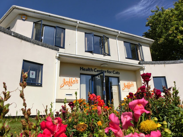 Jaffa’s Health Centre for Cats