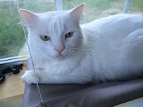 Smiley Pet Pensacola - Photo 5 - Car repair in , Pensacola