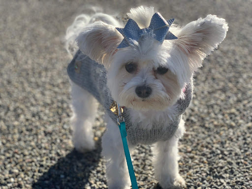 Pet Store «Puppy Boutique Store», reviews and photos, 4001 N Federal Hwy, Fort Lauderdale, FL 33308, USA