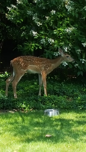 Coffee Shop «Atomix Cafe», reviews and photos, 1957 W Chicago Ave, Chicago, IL 60622, USA