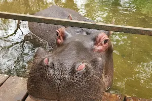 Hippo Jessica image