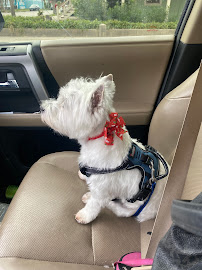 Wagabonz - Photo 5 - Car repair in Galveston, TX, Galveston