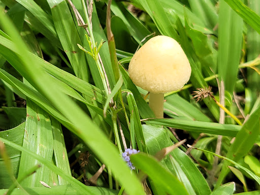 Park «Henry & Ola Park», reviews and photos, 502 W Henry Ave, Tampa, FL 33604, USA