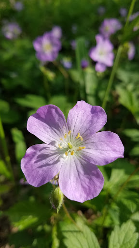 Nature Preserve «Meacham Forest Preserve», reviews and photos, Circle Ave, Bloomingdale, IL 60108, USA