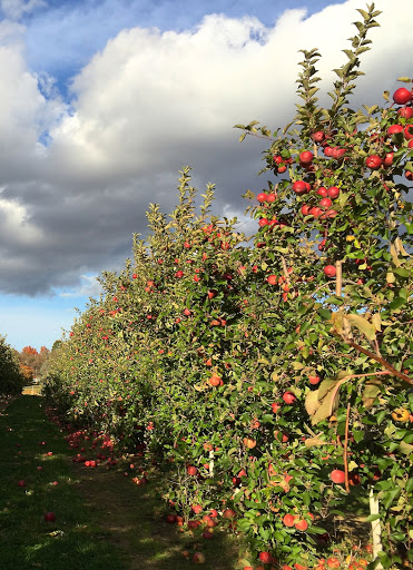 Produce Market «Parks Farms», reviews and photos, 525 NJ-24, Chester, NJ 07930, USA