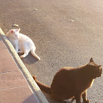 Photo n°3 de l'avis de Riccardo.a fait le 29/06/2022 à 21:27 sur le  Locanda dei Pescatori del Trasimeno à Sant'Arcangelo