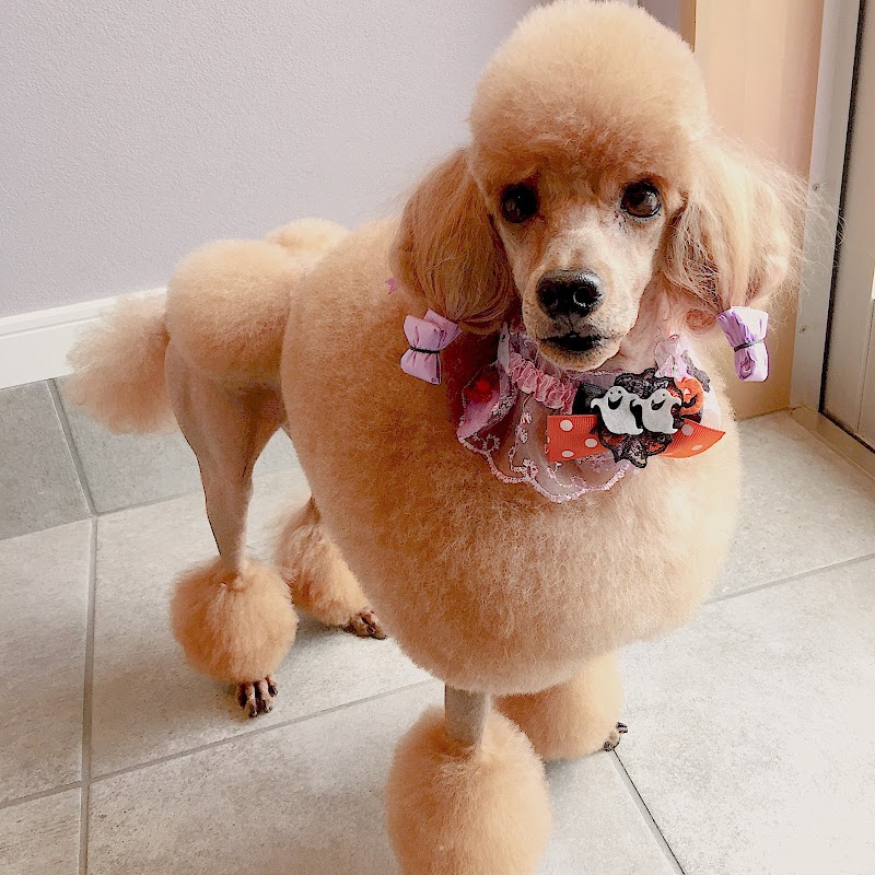 Dog Salon Barbie