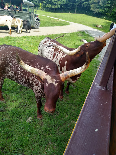 Restaurant «Hidden Valley Animal Adventure», reviews and photos, 2887 Royce Rd, Varysburg, NY 14167, USA