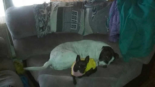 Pet Supply Store «Pet Supplies Plus», reviews and photos, 26230 Hoover Rd, Warren, MI 48089, USA