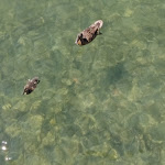 Photo n°2 de l'avis de Enrico.i fait le 17/07/2021 à 14:18 sur le  Bella Iseo Ristorante à Iseo