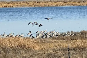 Bitter Lake National Wildlife Refuge image