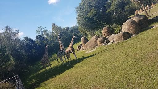 Zoo «Jacksonville Zoo and Gardens», reviews and photos, 370 Zoo Pkwy, Jacksonville, FL 32218, USA