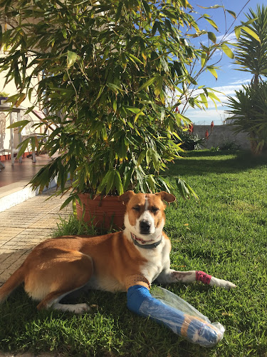 HOSPITAL VETERINÁRIO CENTRAL - CÃO DE LÓ - Caldas da Rainha