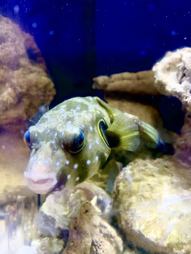 Tropical Fish Store «Westside Aquarium & Pets», reviews and photos, 3402 S Dale Mabry Hwy, Tampa, FL 33629, USA