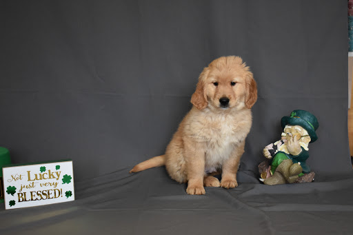 Pet Store «Puppy City», reviews and photos, 3343 Valley Pike, Winchester, VA 22602, USA