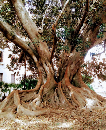 Ficus de la Misericordia