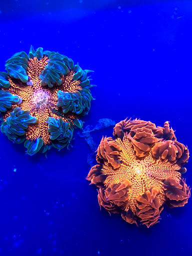 Tropical Fish Store «New York Reef Aquatic», reviews and photos, 45-62 162nd St, Flushing, NY 11358, USA