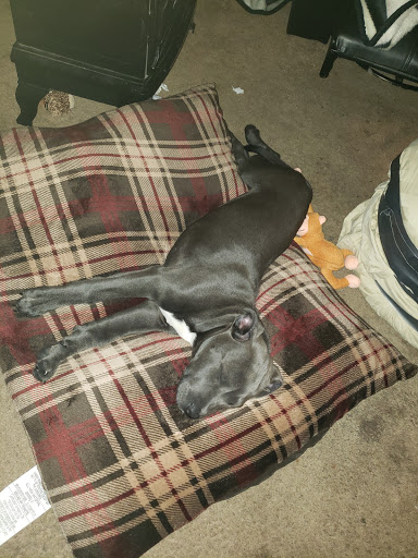 Pet Supply Store «Petco Animal Supplies», reviews and photos, 1410 N Loop 336 W, Conroe, TX 77304, USA