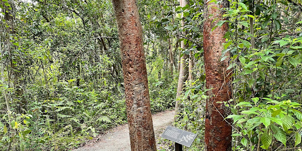 Gumbo Limbo Trail