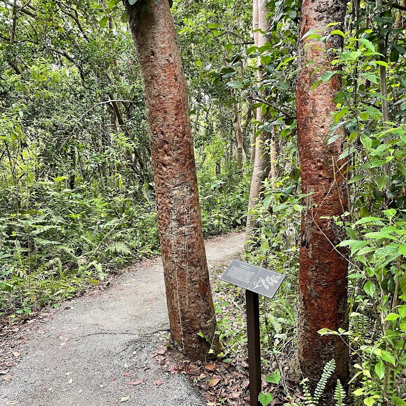 Gumbo Limbo Trail