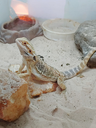 Pet Store «Pets Plus-Reptiles & Exotic», reviews and photos, 421 West Ave, Lockport, NY 14094, USA