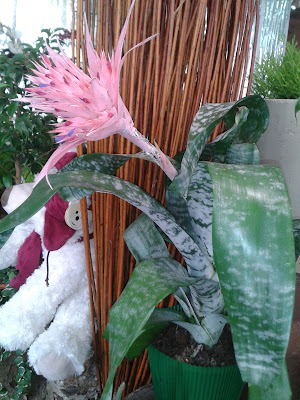 Roche Fleurs à Elbeuf