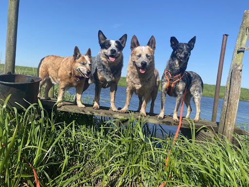Tierarztpraxis Fit4Animal unter Ramstedt, Schleswig-Holstein