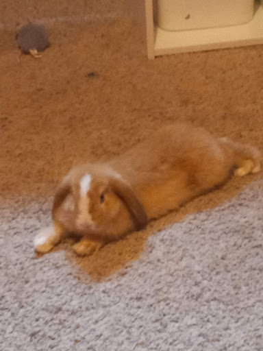 Pet Supply Store «Pet Palace Inc», reviews and photos, 253 Scranton Carbondale Hwy, Scranton, PA 18508, USA