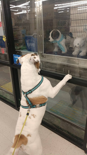 Pet Supply Store «PetSmart», reviews and photos, 3033 NY-50, Saratoga Springs, NY 12866, USA