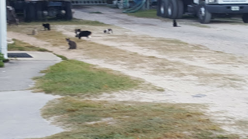 Plumber «Roto-Rooter», reviews and photos, 1003 Cranleigh Ave, DeLand, FL 32720, USA