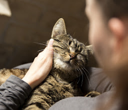 Tierbetreuung Happy Pets photo