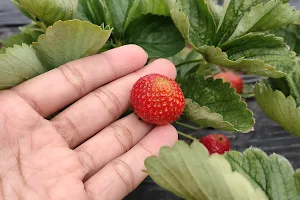 Fresh Strawberry image
