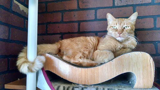 Pet Supply Store «Pet Supplies Plus», reviews and photos, 2057 S Telegraph Rd, Bloomfield Hills, MI 48302, USA