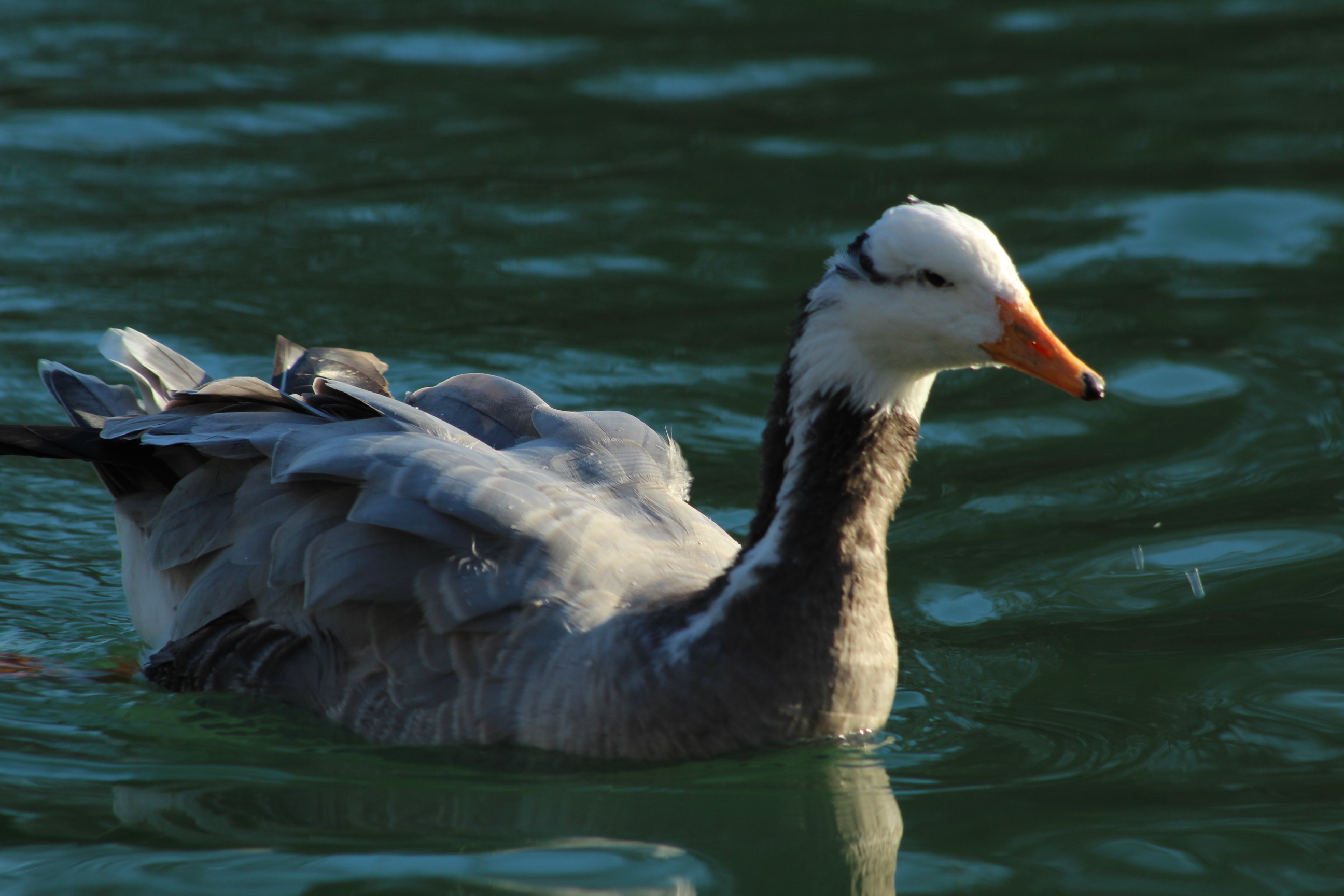 Photo n° 1 de l'avis de Nadège.a fait le 21/08/2019 à 06:35