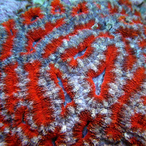 Aquarium «TCCorals Aquarium Service», reviews and photos, 2239 14th Ave, Vero Beach, FL 32960, USA