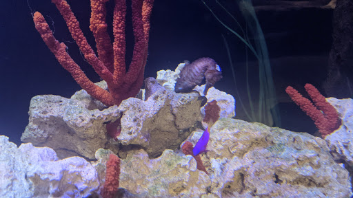 Aquarium «The Aquarium at Rockport Harbor, Inc.», reviews and photos, 706 Navigation Cir, Rockport, TX 78382, USA