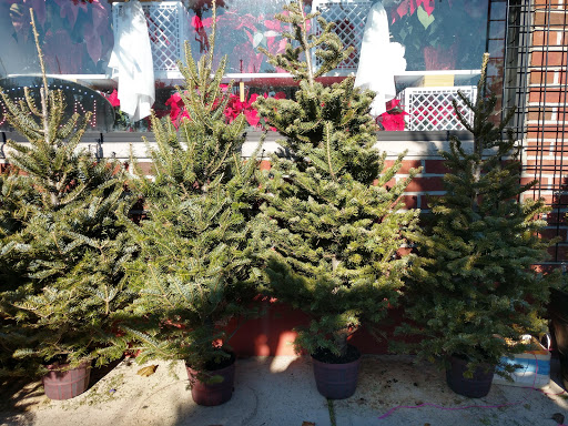 Florist «Lollipops & Roses Florist», reviews and photos, 450 Salem St, Medford, MA 02155, USA