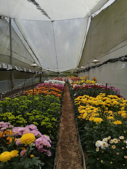 Selecta Cutflowers Chrysanthemum Trial Station