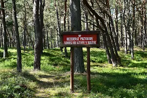 Nature reserve forest bażynowy Seaside Mrzezyno image