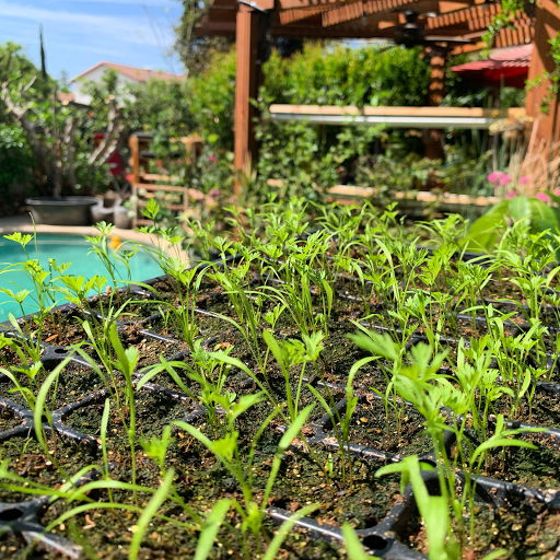 Phoenix Edible Nursery