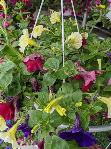 Grocery Store «Sunnyway Foods Market», reviews and photos, 212 N Antrim Way, Greencastle, PA 17225, USA