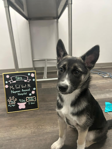 Nepean Animal Hospital image