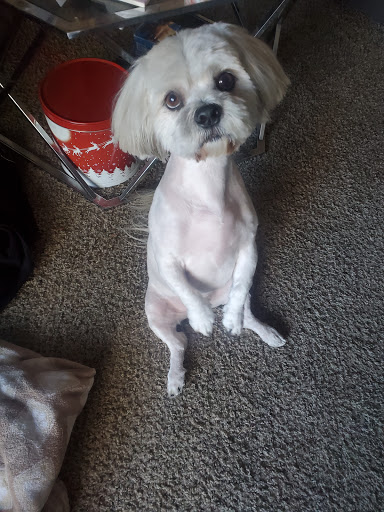 Pet Supply Store «PetSmart», reviews and photos, 2840 W Chandler Blvd, Chandler, AZ 85224, USA