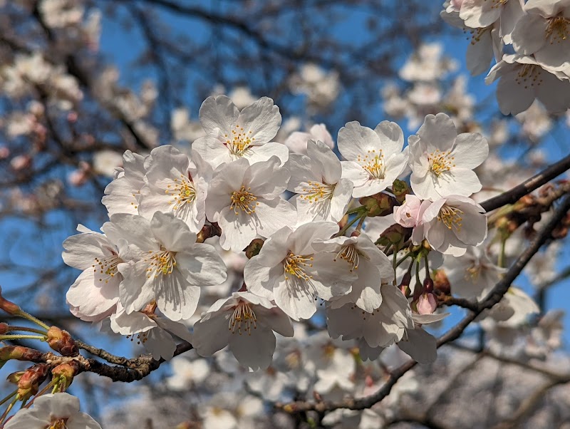 吉野瀬川桜並木