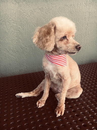 Pet Store «La Bone Pet Spa», reviews and photos, 8739 Stirling Rd, Cooper City, FL 33328, USA