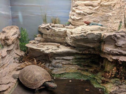 Museum «Texas Memorial Museum», reviews and photos, 2400 Trinity St, Austin, TX 78705, USA