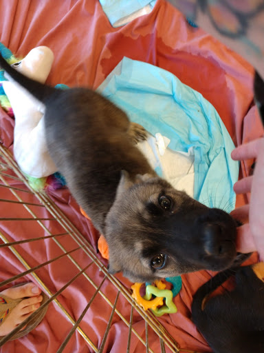 Pet Supply Store «Pet Club Paradise Valley», reviews and photos, 13637 N Tatum Blvd #26, Phoenix, AZ 85032, USA