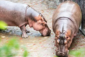 臺北市立動物園河馬浴場 image