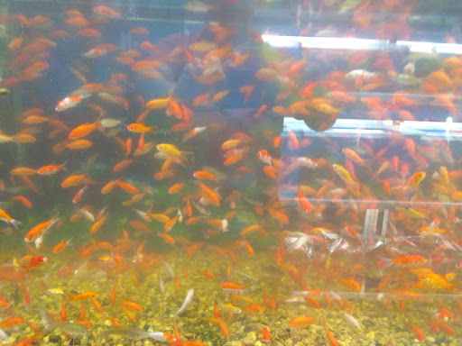 Pet Supply Store «Pet Supermarket», reviews and photos, 1800 W 68th St #140, Hialeah, FL 33014, USA